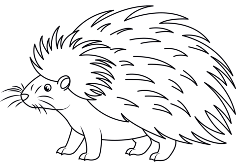 Cute Porcupine Coloring Page